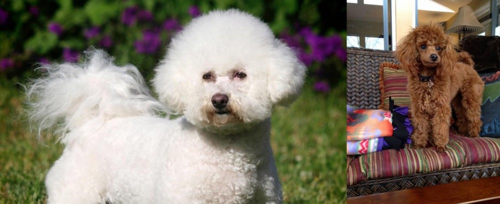 Miniature Poodle vs Bichon Frise - Breed Comparison