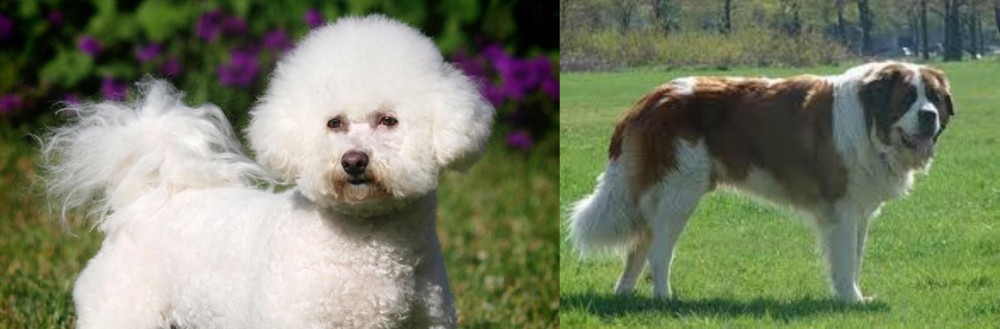 Moscow Watchdog vs Bichon Frise - Breed Comparison