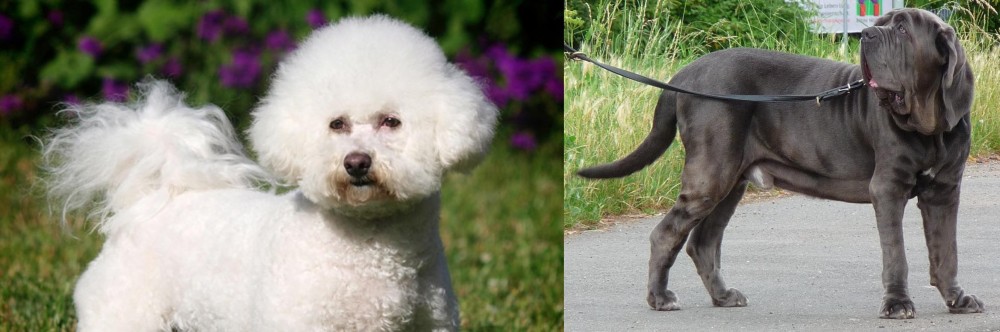 Neapolitan Mastiff vs Bichon Frise - Breed Comparison