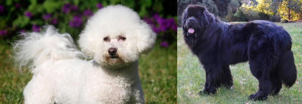 Newfoundland Dog vs Bichon Frise - Breed Comparison