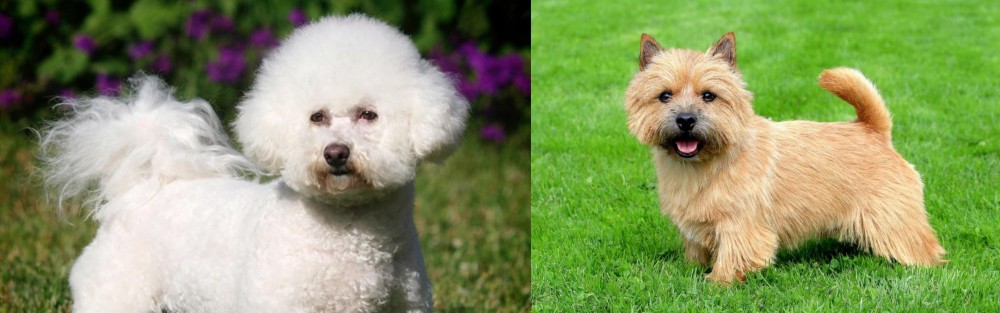 Norwich Terrier vs Bichon Frise - Breed Comparison