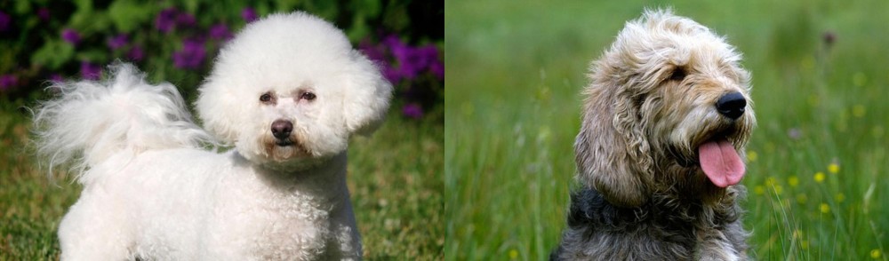 Otterhound vs Bichon Frise - Breed Comparison