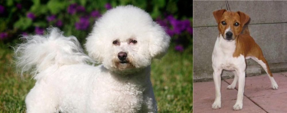 Plummer Terrier vs Bichon Frise - Breed Comparison