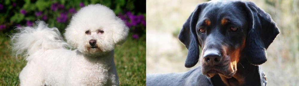 Polish Hunting Dog vs Bichon Frise - Breed Comparison