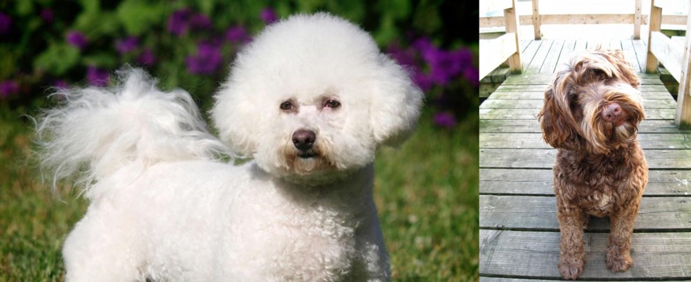 Portuguese Water Dog vs Bichon Frise - Breed Comparison