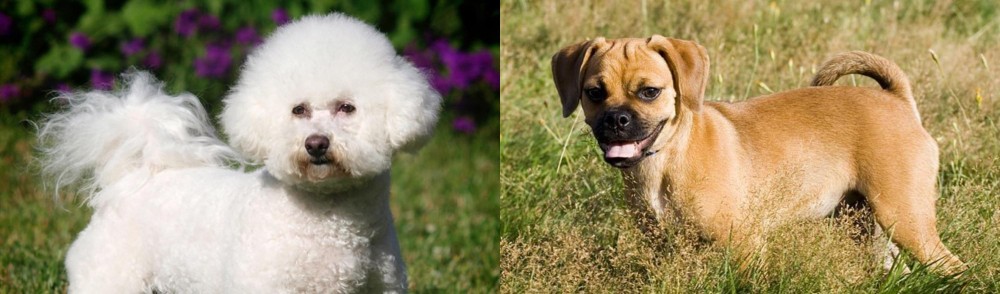 Puggle vs Bichon Frise - Breed Comparison