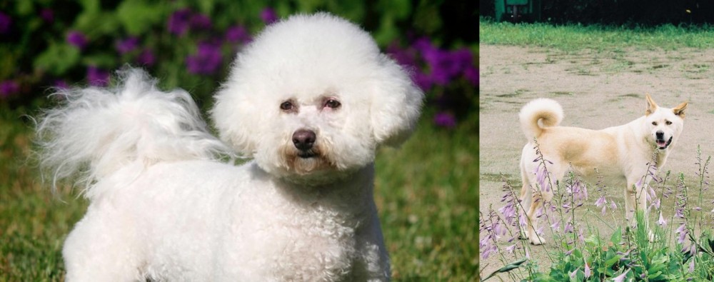Pungsan Dog vs Bichon Frise - Breed Comparison