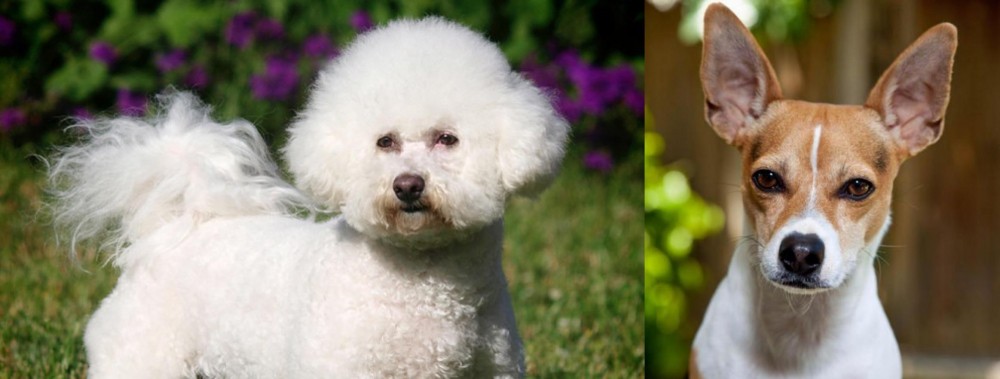 Rat Terrier vs Bichon Frise - Breed Comparison
