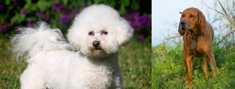 Redbone Coonhound vs Bichon Frise - Breed Comparison