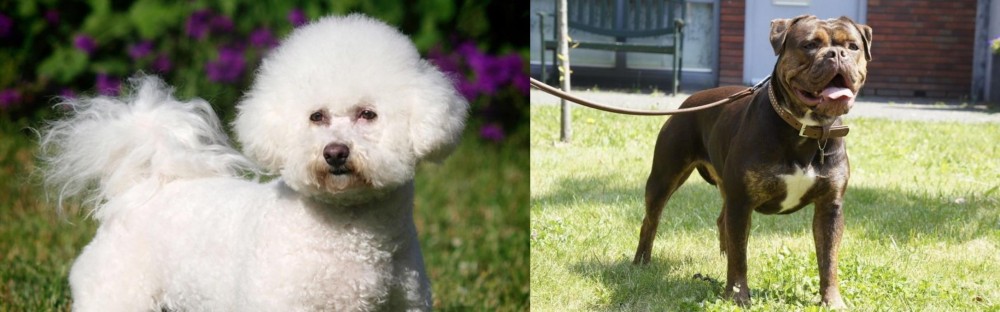Renascence Bulldogge vs Bichon Frise - Breed Comparison