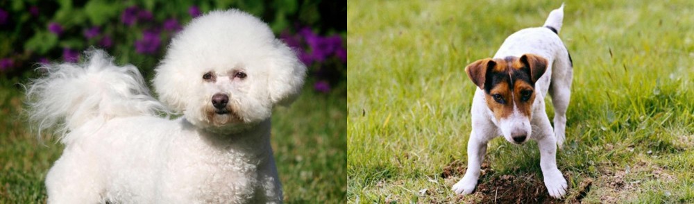 Russell Terrier vs Bichon Frise - Breed Comparison
