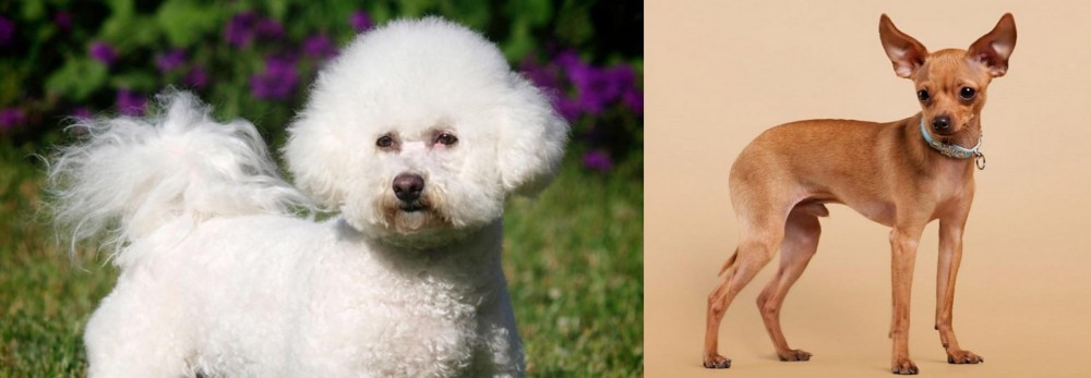Russian Toy Terrier vs Bichon Frise - Breed Comparison