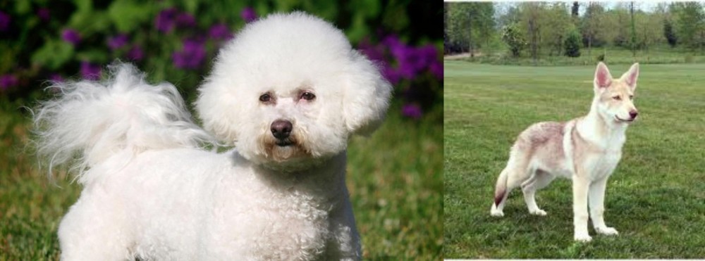 Saarlooswolfhond vs Bichon Frise - Breed Comparison