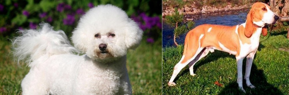 Schweizer Laufhund vs Bichon Frise - Breed Comparison
