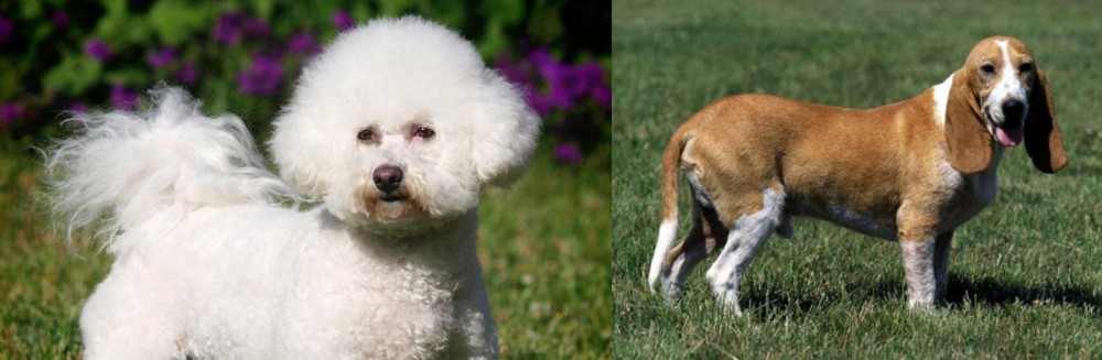 Schweizer Niederlaufhund vs Bichon Frise - Breed Comparison