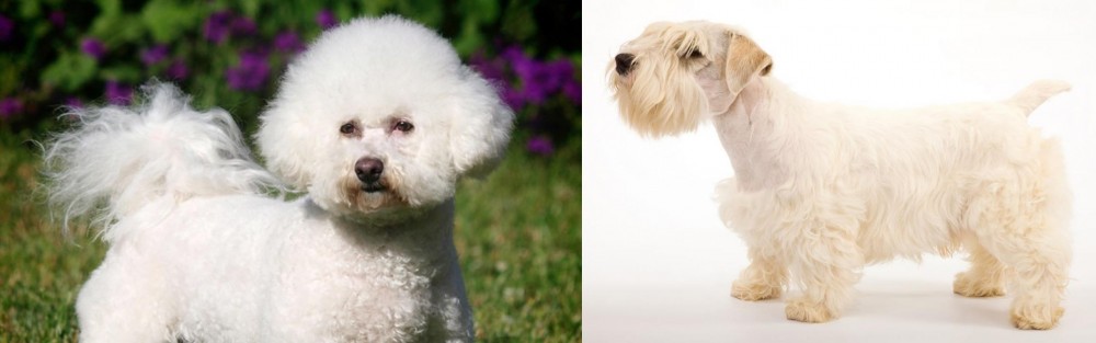 Sealyham Terrier vs Bichon Frise - Breed Comparison