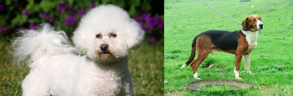 Serbian Tricolour Hound vs Bichon Frise - Breed Comparison