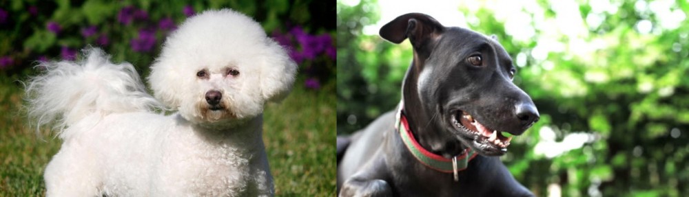 Shepard Labrador vs Bichon Frise - Breed Comparison