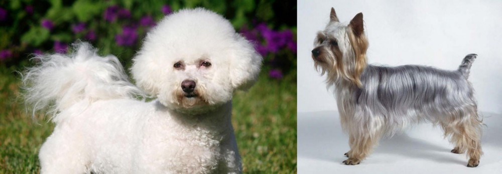Silky Terrier vs Bichon Frise - Breed Comparison