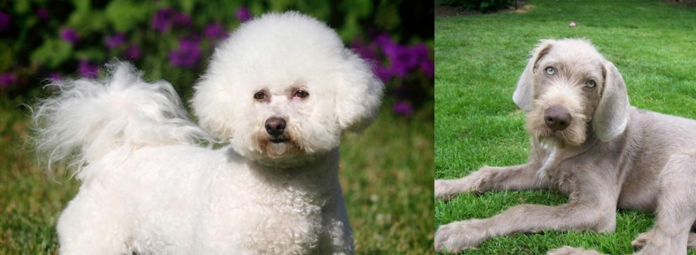 Slovakian Rough Haired Pointer vs Bichon Frise - Breed Comparison