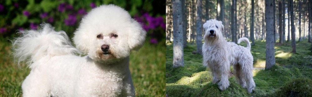 Soft-Coated Wheaten Terrier vs Bichon Frise - Breed Comparison