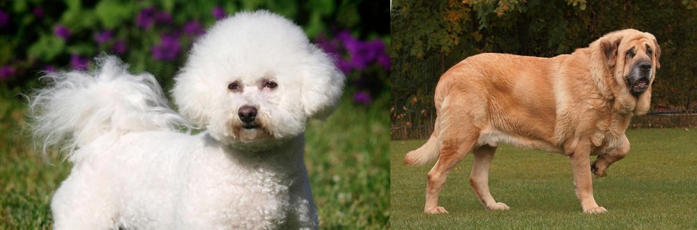 Spanish Mastiff vs Bichon Frise - Breed Comparison