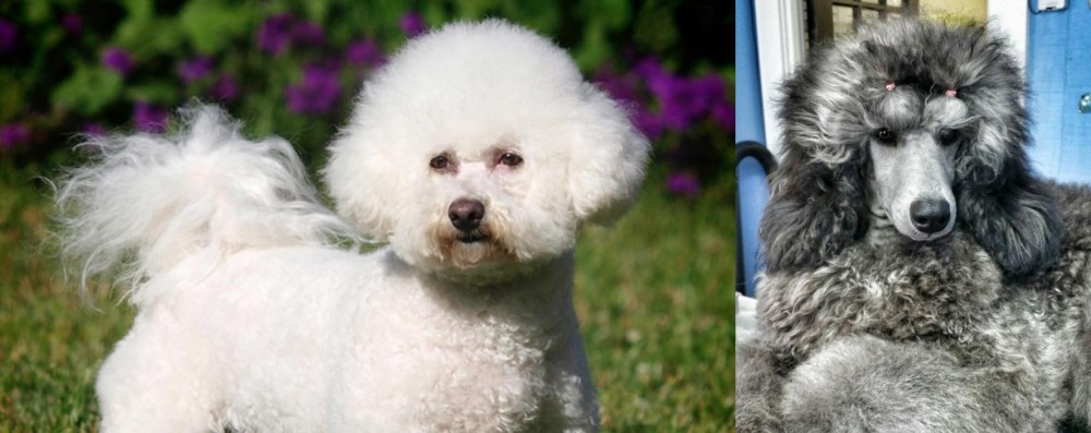 Standard Poodle vs Bichon Frise - Breed Comparison