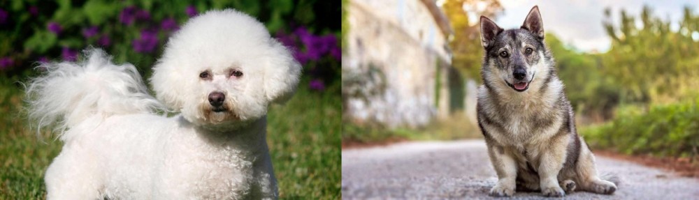 Swedish Vallhund vs Bichon Frise - Breed Comparison