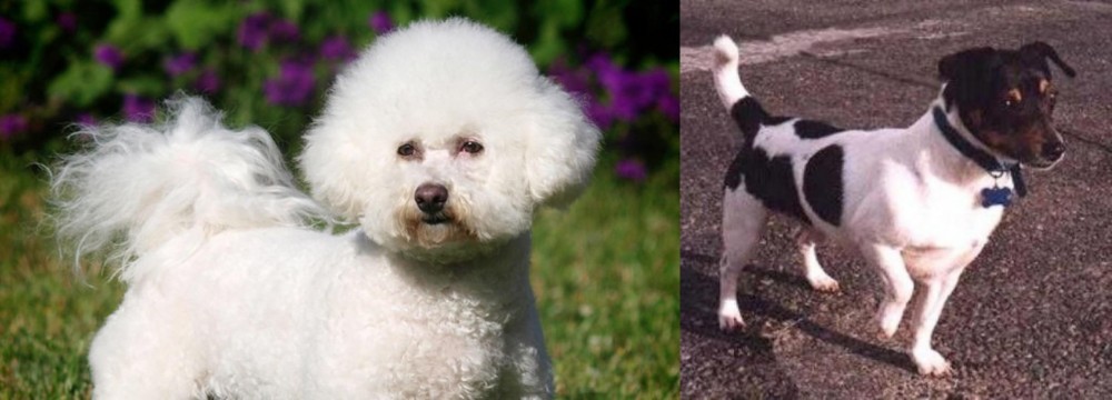 Teddy Roosevelt Terrier vs Bichon Frise - Breed Comparison