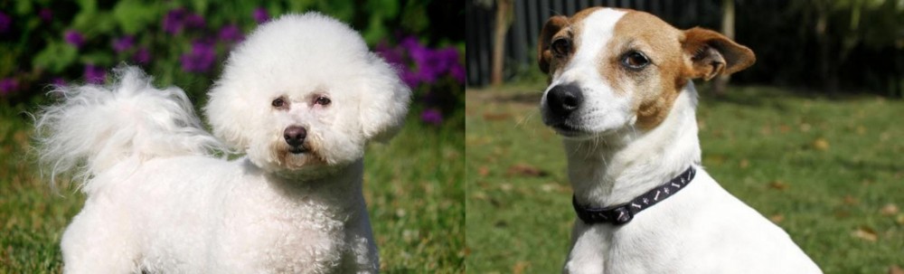 Tenterfield Terrier vs Bichon Frise - Breed Comparison