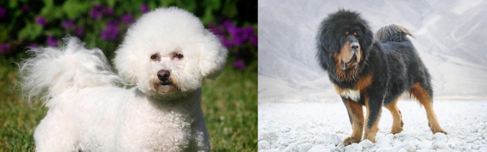 Tibetan Mastiff vs Bichon Frise - Breed Comparison