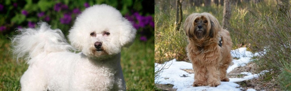 Tibetan Terrier vs Bichon Frise - Breed Comparison