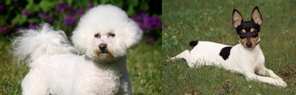 Toy Fox Terrier vs Bichon Frise - Breed Comparison