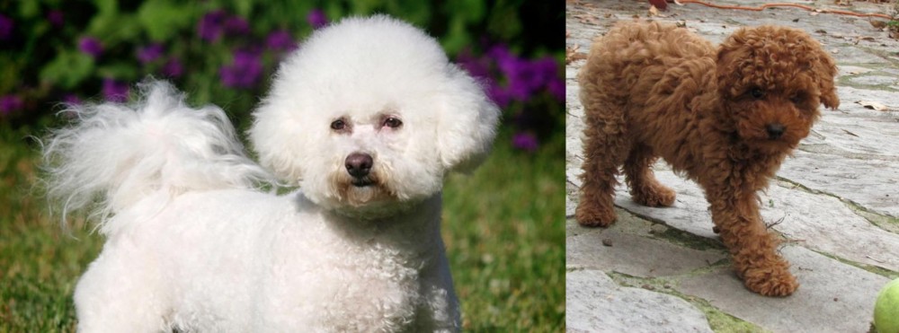 Toy Poodle vs Bichon Frise - Breed Comparison