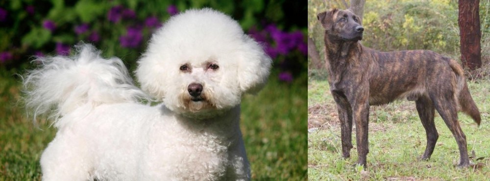 Treeing Tennessee Brindle vs Bichon Frise - Breed Comparison