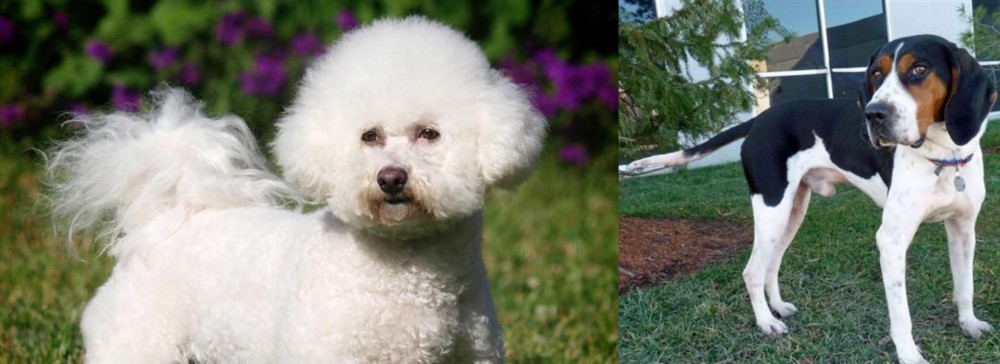 Treeing Walker Coonhound vs Bichon Frise - Breed Comparison