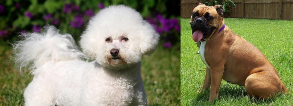 Valley Bulldog vs Bichon Frise - Breed Comparison