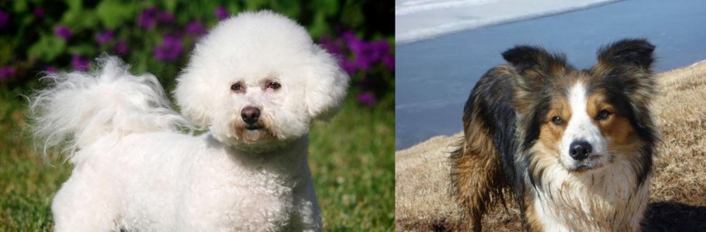 Welsh Sheepdog vs Bichon Frise - Breed Comparison