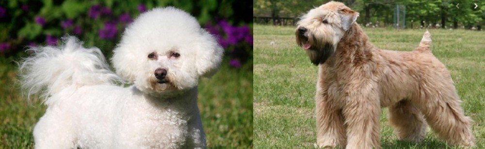 Wheaten Terrier vs Bichon Frise - Breed Comparison