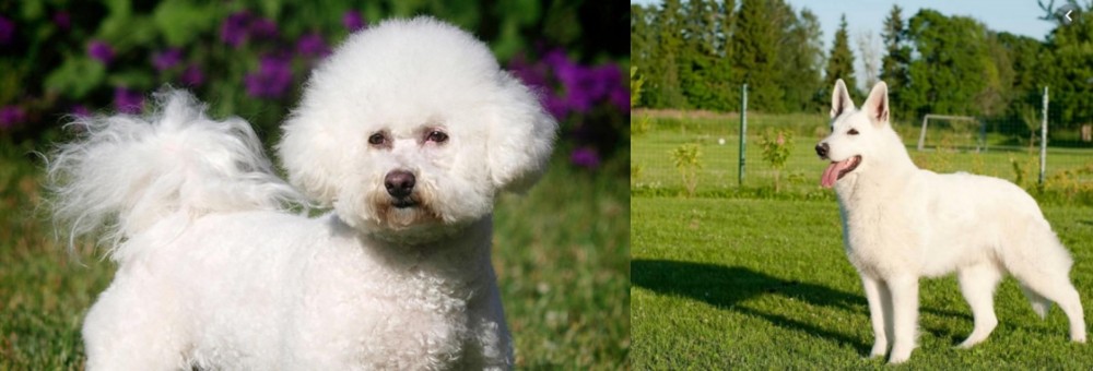 White Shepherd vs Bichon Frise - Breed Comparison
