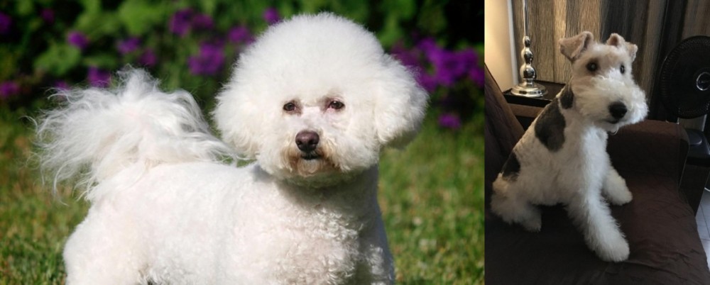 Wire Haired Fox Terrier vs Bichon Frise - Breed Comparison