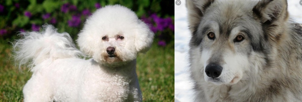 Wolfdog vs Bichon Frise - Breed Comparison