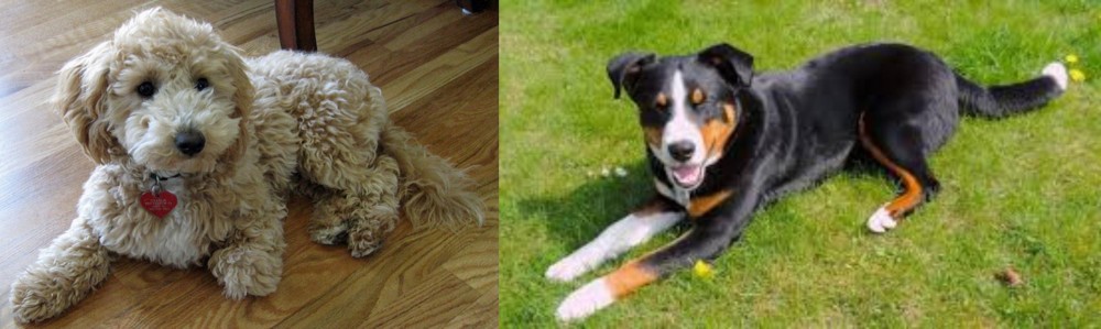 Appenzell Mountain Dog vs Bichonpoo - Breed Comparison