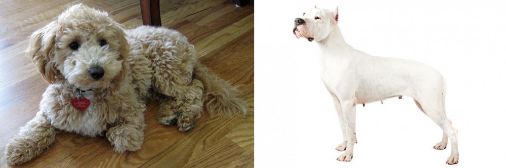 Argentine Dogo vs Bichonpoo - Breed Comparison