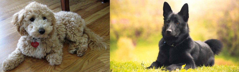 Black Norwegian Elkhound vs Bichonpoo - Breed Comparison