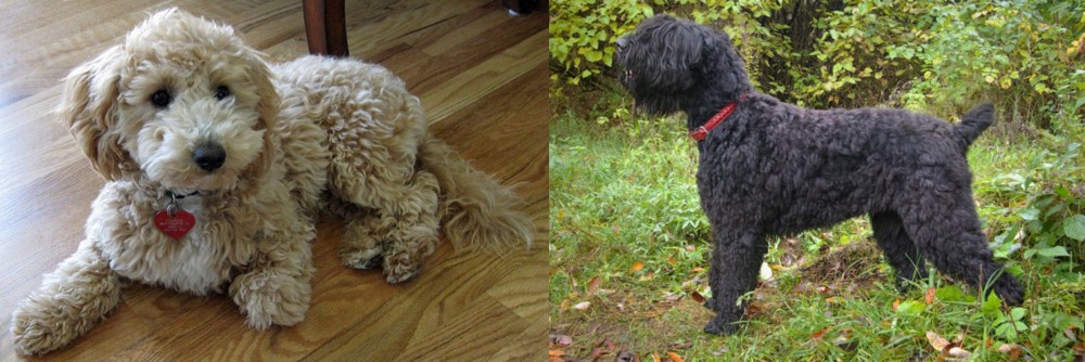 Black Russian Terrier vs Bichonpoo - Breed Comparison