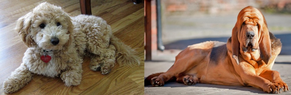 Bloodhound vs Bichonpoo - Breed Comparison