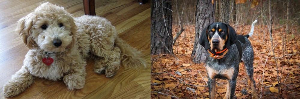 Bluetick Coonhound vs Bichonpoo - Breed Comparison