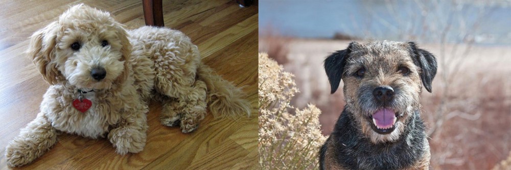 Border Terrier vs Bichonpoo - Breed Comparison