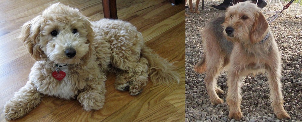 Bosnian Coarse-Haired Hound vs Bichonpoo - Breed Comparison